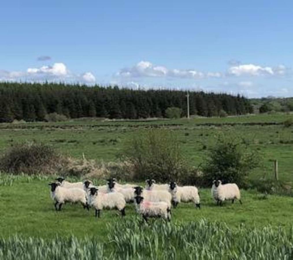 فيلا Inglewood - Ballina - Crossmolina - County Mayo - Sleeps 8 - Sister Property To Thistledown المظهر الخارجي الصورة